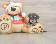 5 week old Mini Schnoodle Puppy For Sale - Pilesgrove Pups