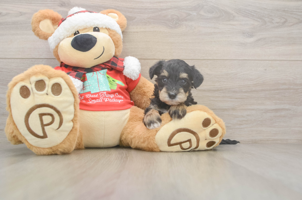 5 week old Mini Schnoodle Puppy For Sale - Pilesgrove Pups