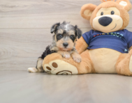 5 week old Mini Schnoodle Puppy For Sale - Pilesgrove Pups