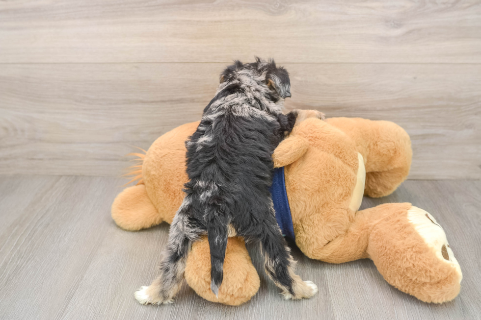 Mini Schnoodle Pup Being Cute