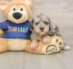 6 week old Mini Schnoodle Puppy For Sale - Pilesgrove Pups