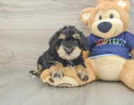 5 week old Mini Schnoodle Puppy For Sale - Pilesgrove Pups