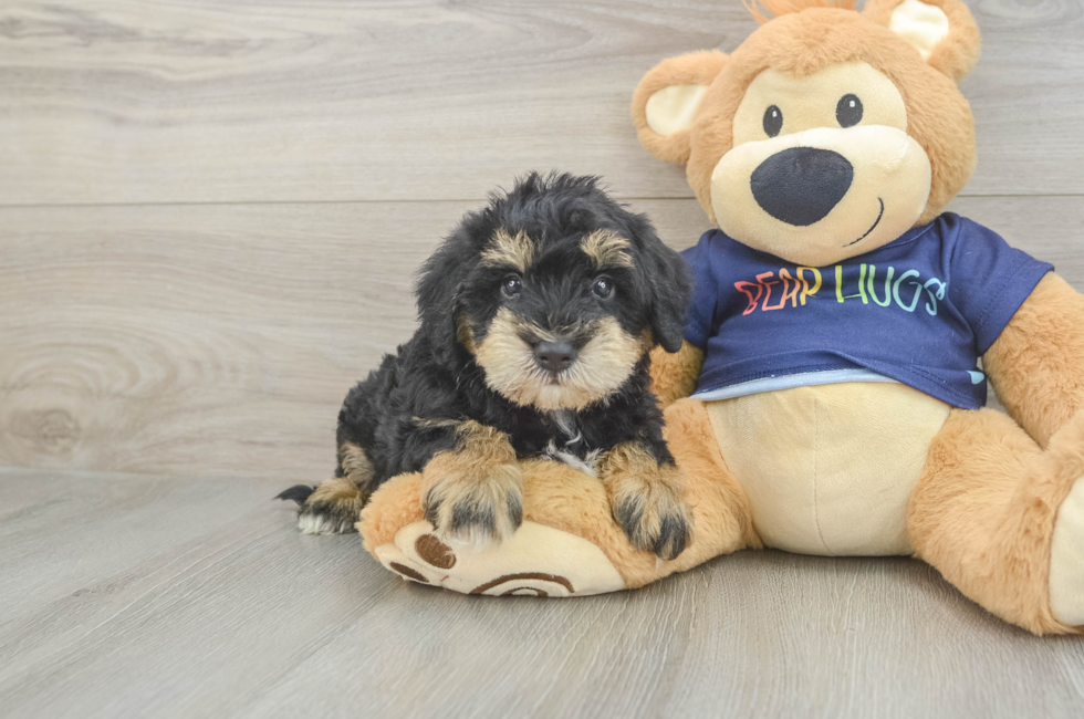 5 week old Mini Schnoodle Puppy For Sale - Pilesgrove Pups
