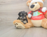 5 week old Mini Schnoodle Puppy For Sale - Pilesgrove Pups