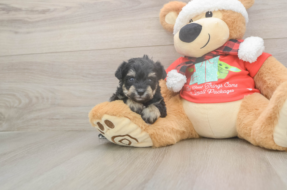 5 week old Mini Schnoodle Puppy For Sale - Pilesgrove Pups