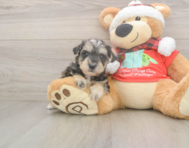 5 week old Mini Schnoodle Puppy For Sale - Pilesgrove Pups