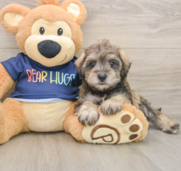 6 week old Mini Schnoodle Puppy For Sale - Pilesgrove Pups