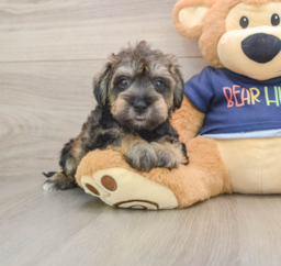 6 week old Mini Schnoodle Puppy For Sale - Pilesgrove Pups