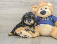 5 week old Mini Schnoodle Puppy For Sale - Pilesgrove Pups