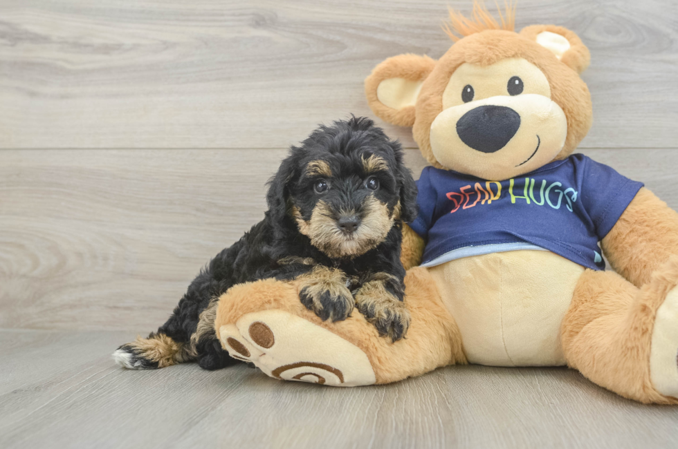 5 week old Mini Schnoodle Puppy For Sale - Pilesgrove Pups