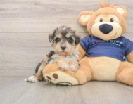 5 week old Mini Schnoodle Puppy For Sale - Pilesgrove Pups