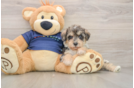 Cute Mini Schnoodle Baby