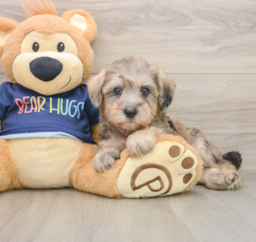 6 week old Mini Schnoodle Puppy For Sale - Pilesgrove Pups