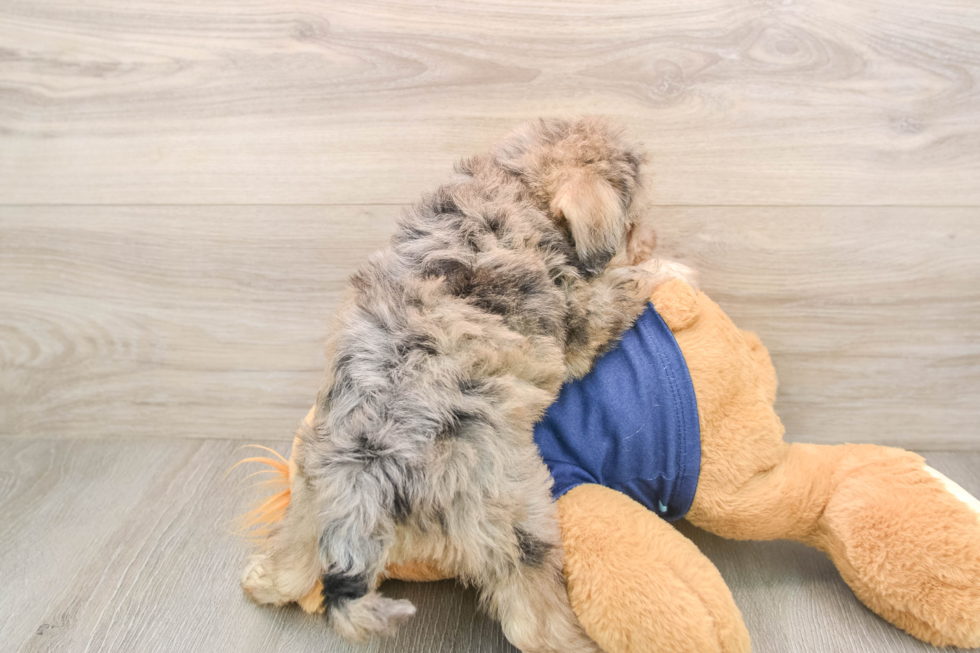 Cute Mini Schnoodle Baby