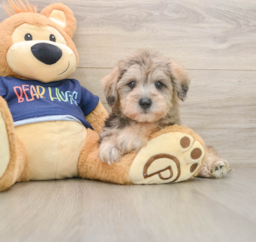 6 week old Mini Schnoodle Puppy For Sale - Pilesgrove Pups