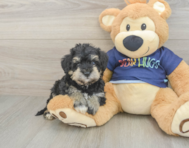 5 week old Mini Schnoodle Puppy For Sale - Pilesgrove Pups