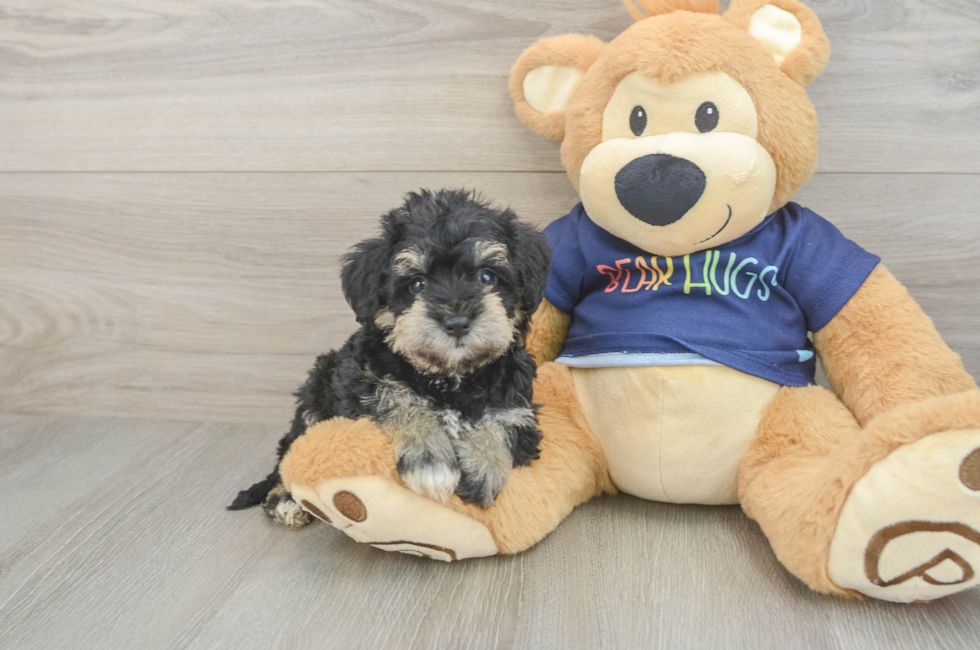 5 week old Mini Schnoodle Puppy For Sale - Pilesgrove Pups