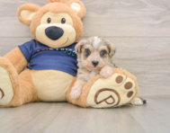 5 week old Mini Schnoodle Puppy For Sale - Pilesgrove Pups