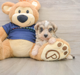 8 week old Mini Schnoodle Puppy For Sale - Pilesgrove Pups