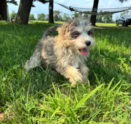 13 week old Mini Schnoodle Puppy For Sale - Pilesgrove Pups