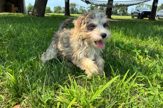 Best Mini Schnoodle Baby