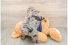 Cute Mini Schnoodle Poodle Mix Pup