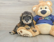 6 week old Mini Schnoodle Puppy For Sale - Pilesgrove Pups