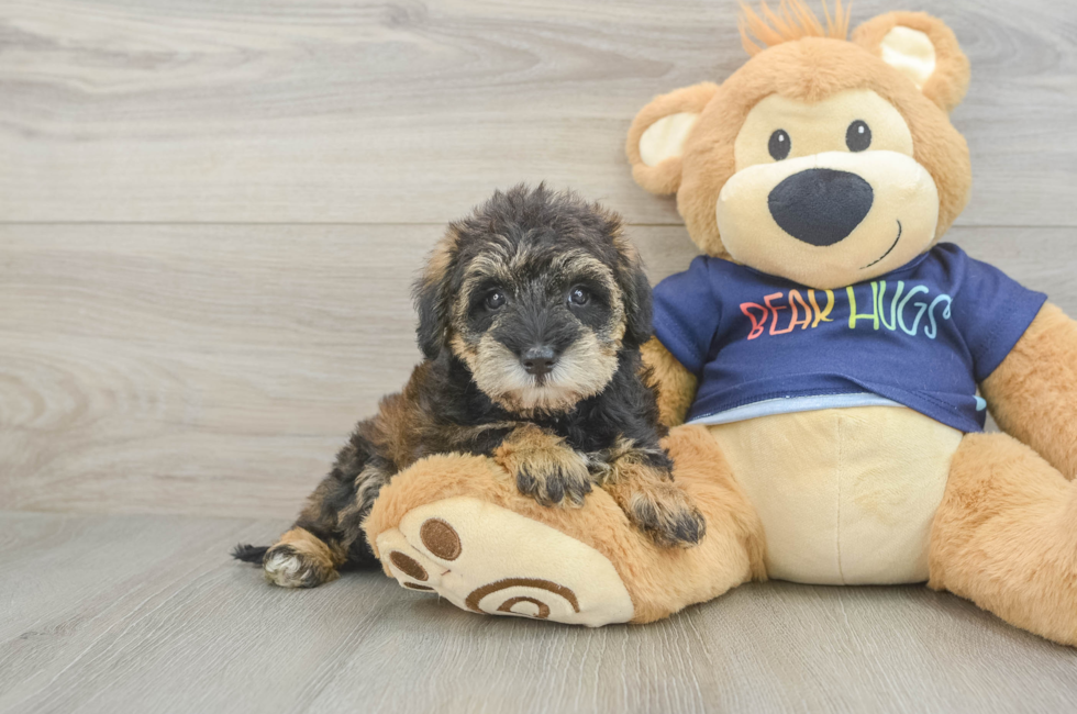 5 week old Mini Schnoodle Puppy For Sale - Pilesgrove Pups