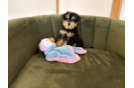 Cute Mini Schnoodle Baby