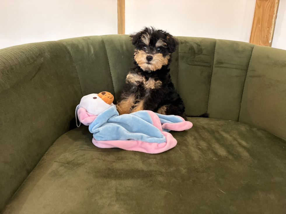 Cute Mini Schnoodle Baby