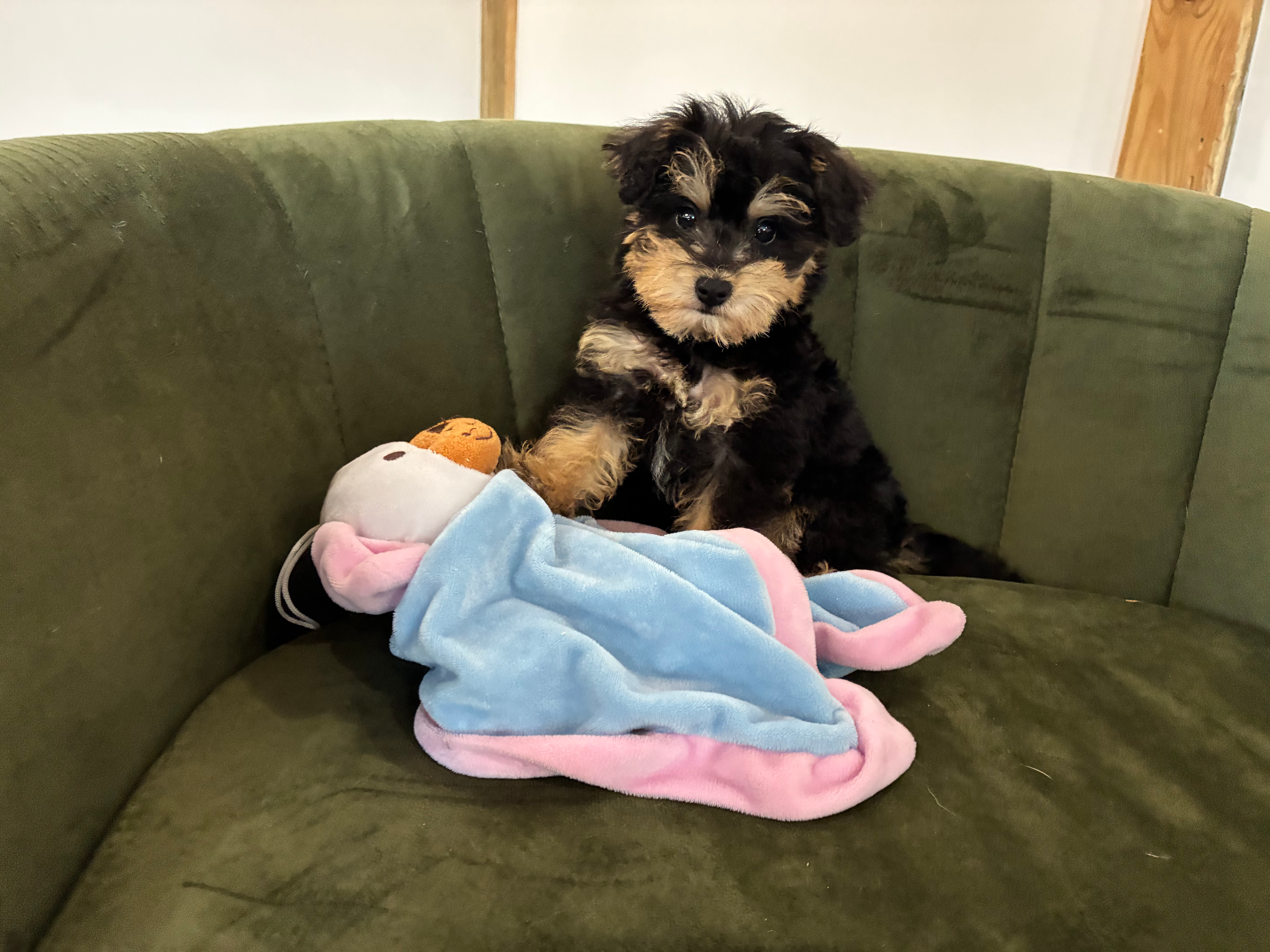 Mini Schnoodle Pup Being Cute