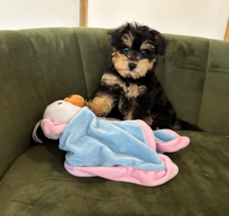 9 week old Mini Schnoodle Puppy For Sale - Pilesgrove Pups