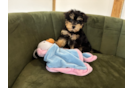 Mini Schnoodle Pup Being Cute