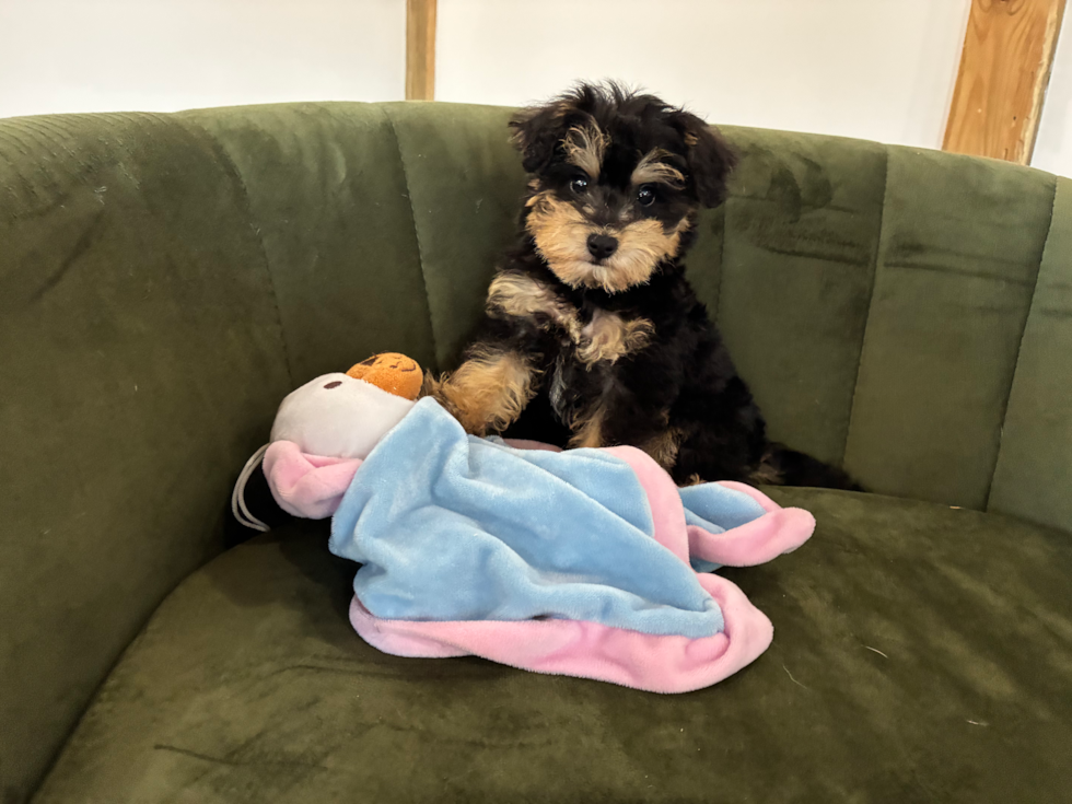 Mini Schnoodle Pup Being Cute