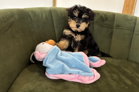 Mini Schnoodle Pup Being Cute