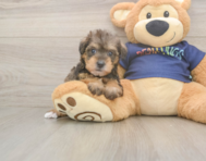 5 week old Mini Schnoodle Puppy For Sale - Pilesgrove Pups