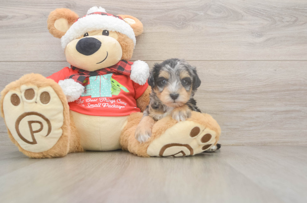5 week old Mini Schnoodle Puppy For Sale - Pilesgrove Pups