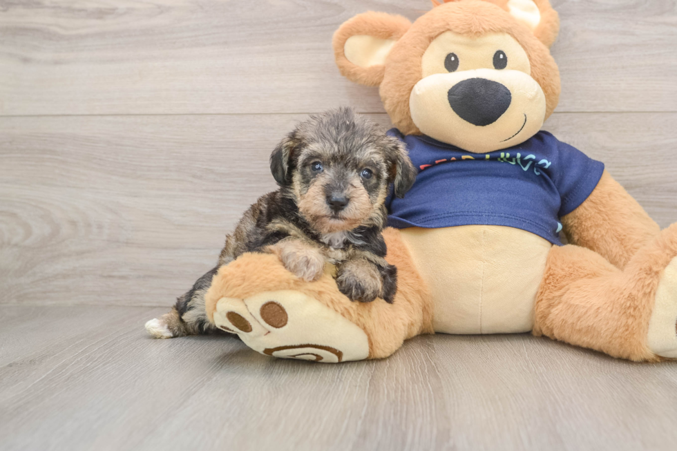 Best Mini Schnoodle Baby
