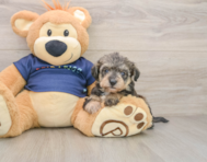 5 week old Mini Schnoodle Puppy For Sale - Pilesgrove Pups
