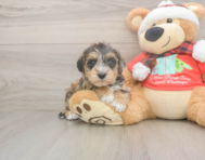 5 week old Mini Schnoodle Puppy For Sale - Pilesgrove Pups