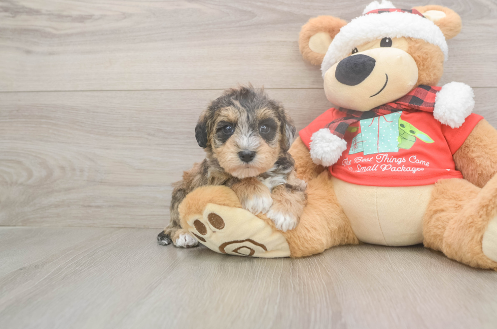 5 week old Mini Schnoodle Puppy For Sale - Pilesgrove Pups