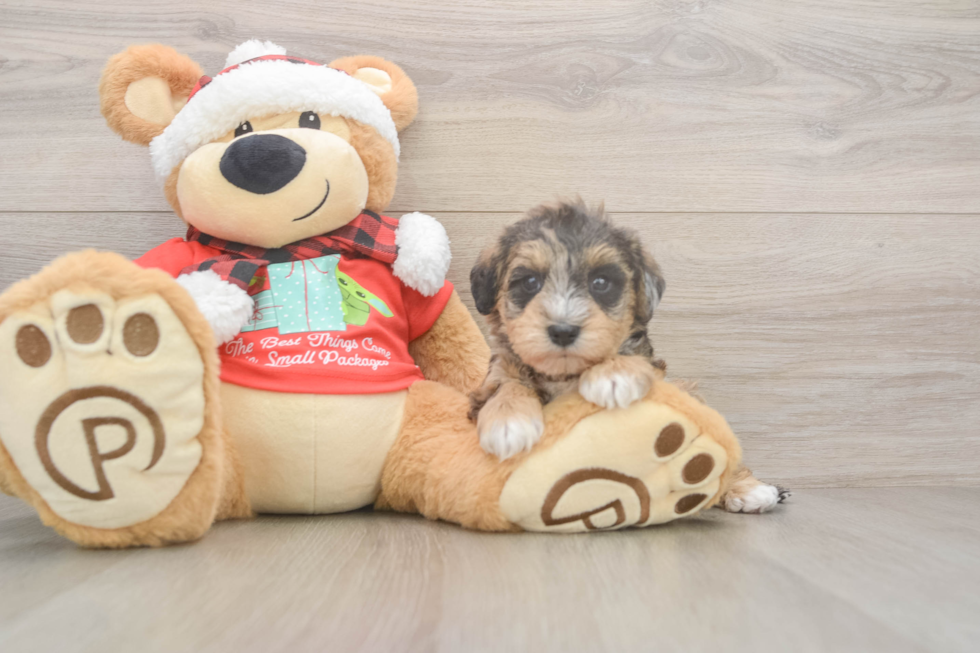 Mini Schnoodle Puppy for Adoption