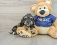 6 week old Mini Schnoodle Puppy For Sale - Pilesgrove Pups