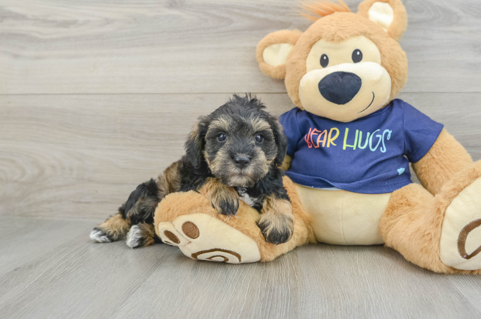 7 week old Mini Schnoodle Puppy For Sale - Pilesgrove Pups