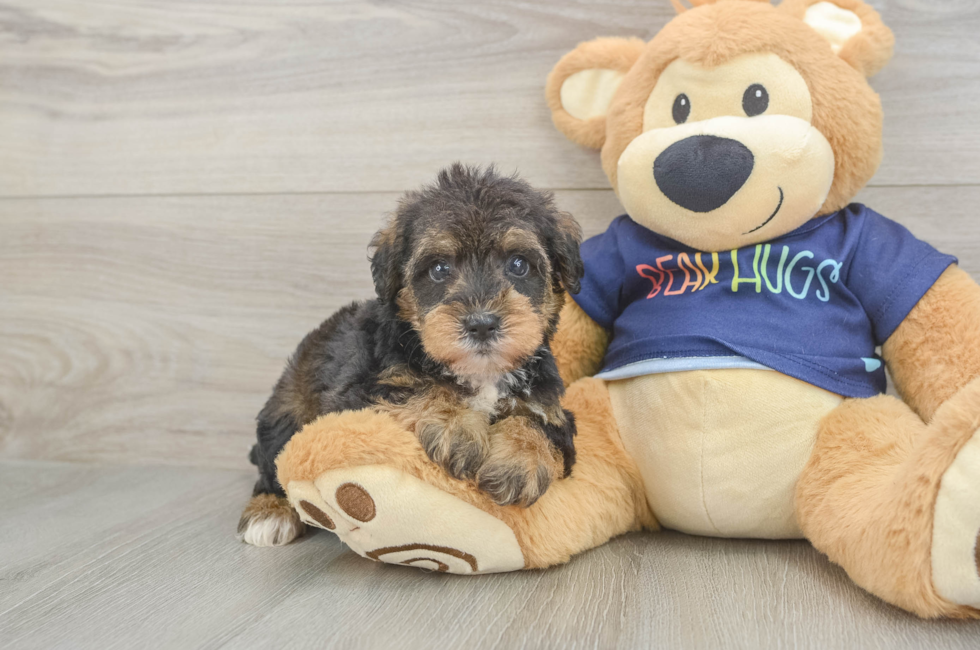 5 week old Mini Schnoodle Puppy For Sale - Pilesgrove Pups