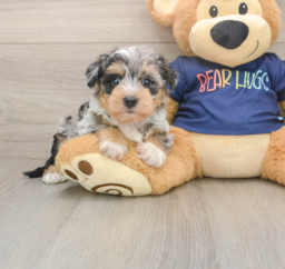 6 week old Mini Schnoodle Puppy For Sale - Pilesgrove Pups