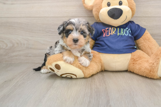 CANYON, a Mini Schnoodle littermate
