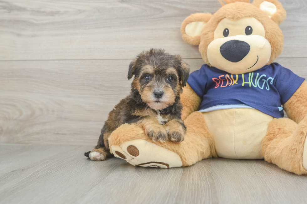 5 week old Mini Schnoodle Puppy For Sale - Pilesgrove Pups