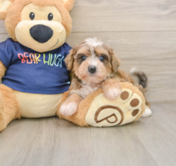 6 week old Mini Schnoodle Puppy For Sale - Pilesgrove Pups