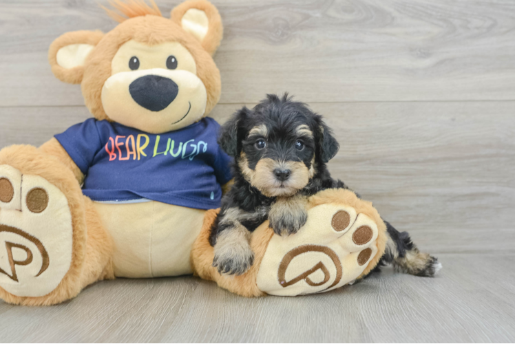 Cute Mini Schnoodle Baby